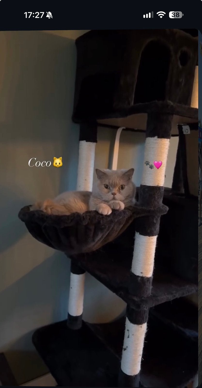 Britse Korthaar Lilac 3 jaar oud!, Dieren en Toebehoren, Kater, Gechipt