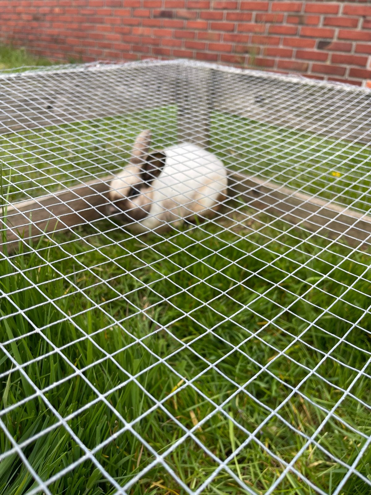 Salander ram, Mannelijk, Middelgroot, 3 tot 5 jaar