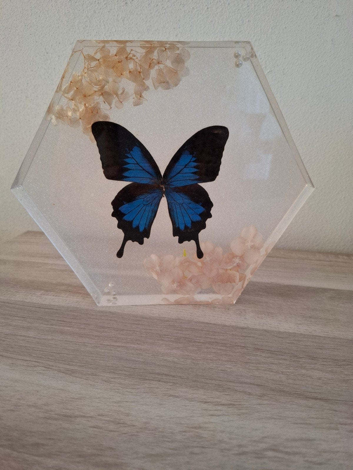 Geprepareerde vlinder., Verzamelen, Dierenverzamelingen, Ophalen, Nieuw, Insect, Opgezet dier