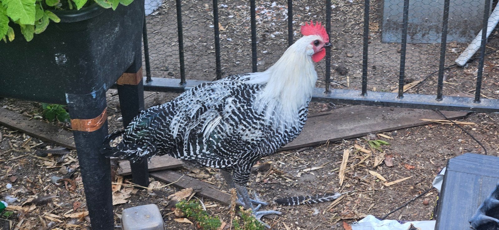 lieve zilverbrakel haan kip zwart wit, Dieren en Toebehoren, Pluimvee, Mannelijk, Kip