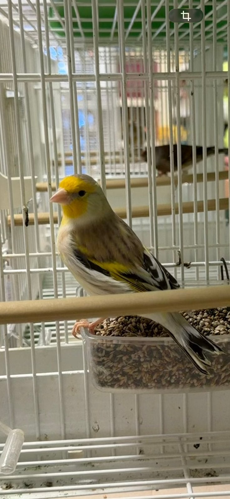 Agaat Bastaard Putter Man, Dieren en Toebehoren, Mannelijk, Wildzangvogel, Geringd