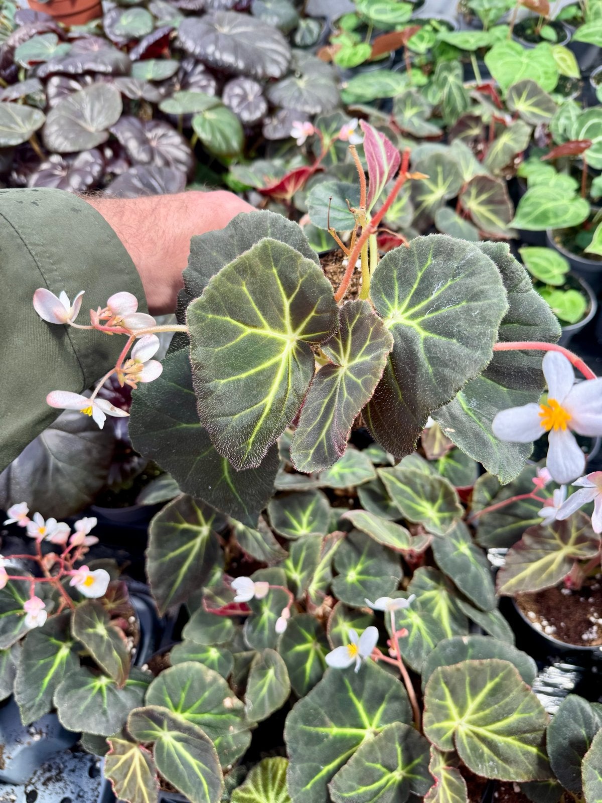 Begonia olsoniae p12, Ophalen of Verzenden