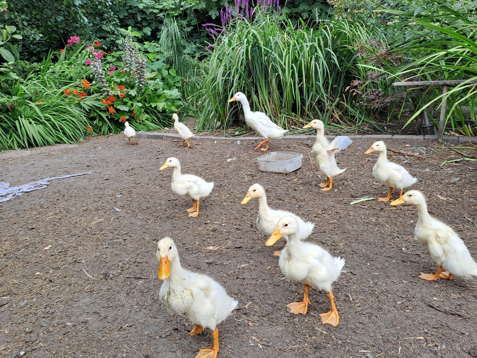 witte loopeendjes, Dieren en Toebehoren, Geslacht onbekend, Eend