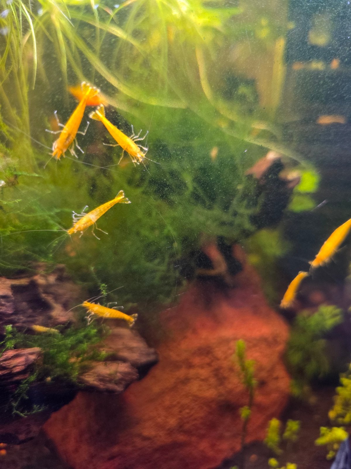 Gele Citroengarnalen te koop!, Dieren en Toebehoren, Kreeft, Krab of Garnaal