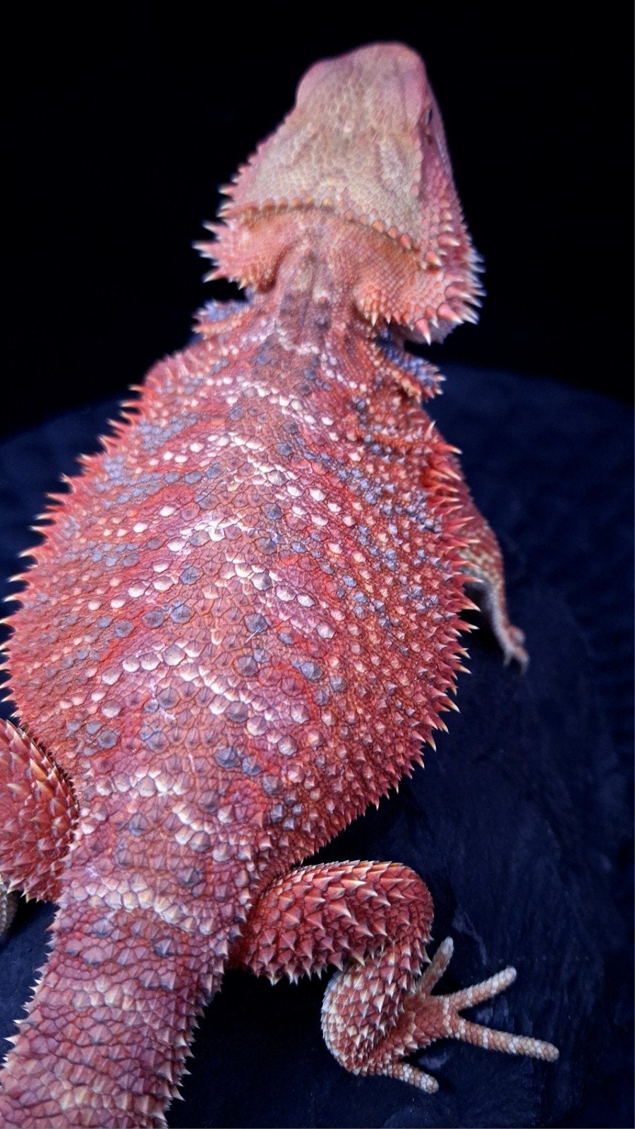 Red/Purple Hypo Blue Bar Baardagaam Vrouw (Holdback) Bearded Dragon photo 2