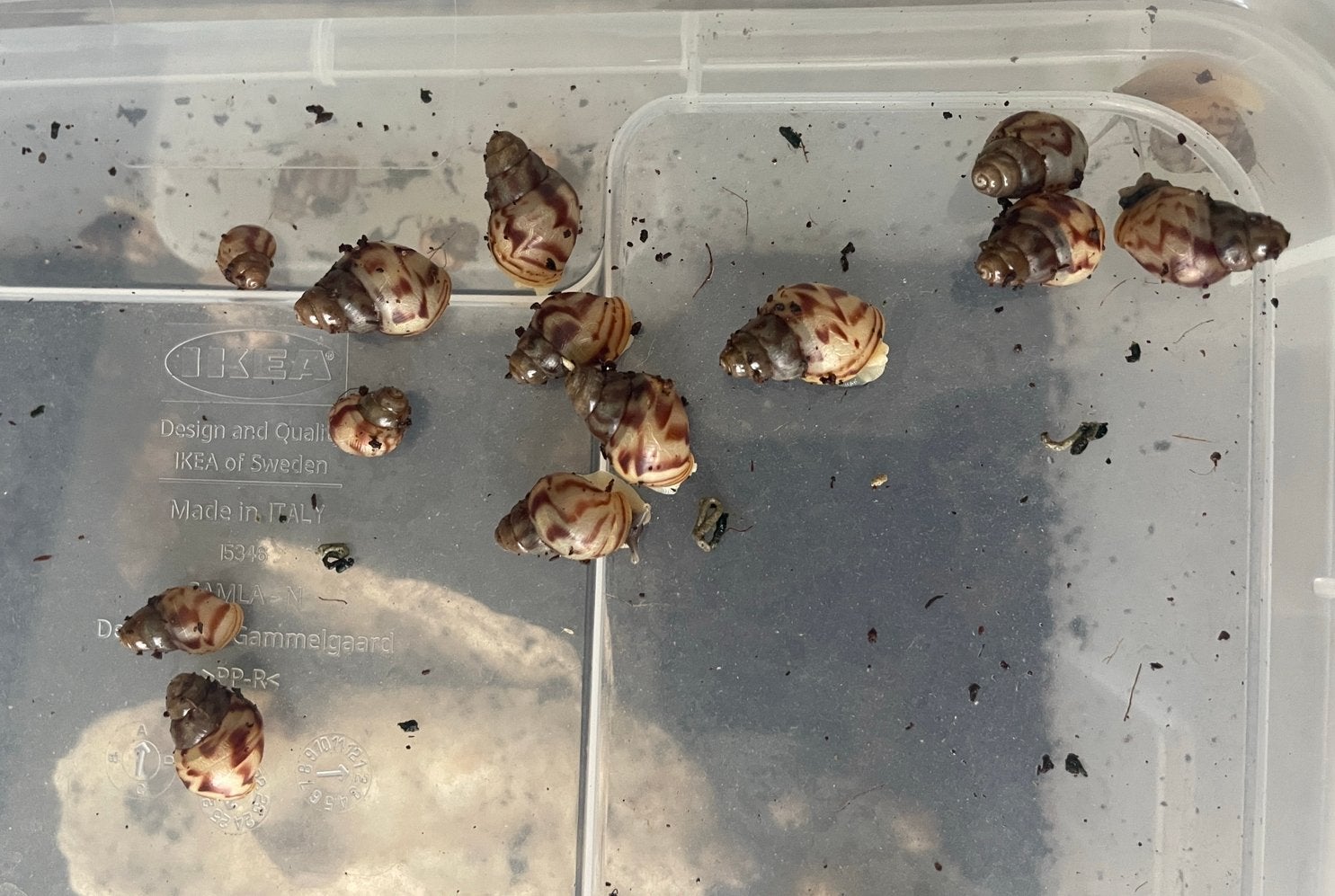 Afrikaanse reuzenslakken, Lissachatina reticulata, Dieren en Toebehoren, Juli, Meerdere dieren