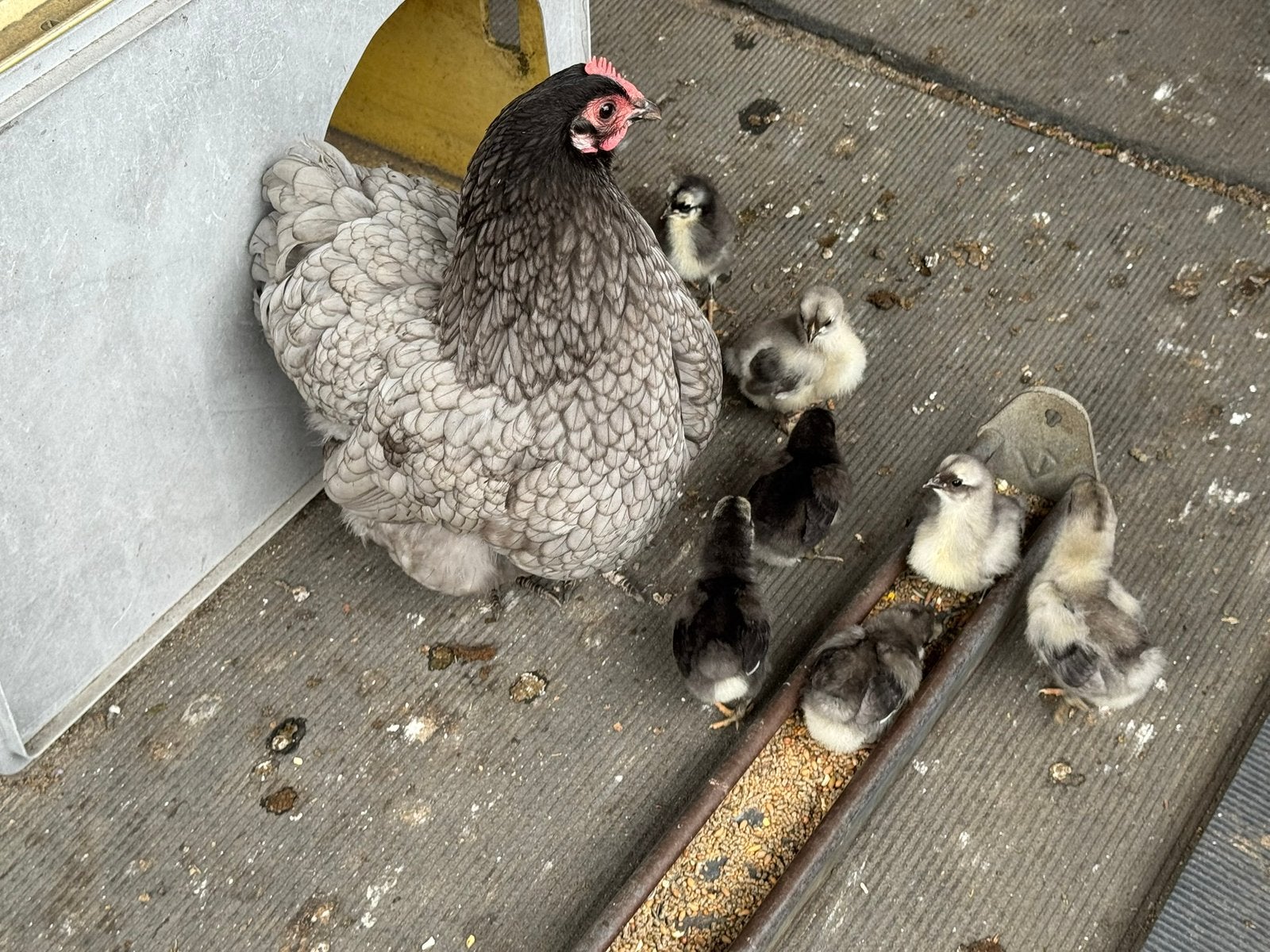 Broedeieren🐣Orpington kriel, Geslacht onbekend, Kip