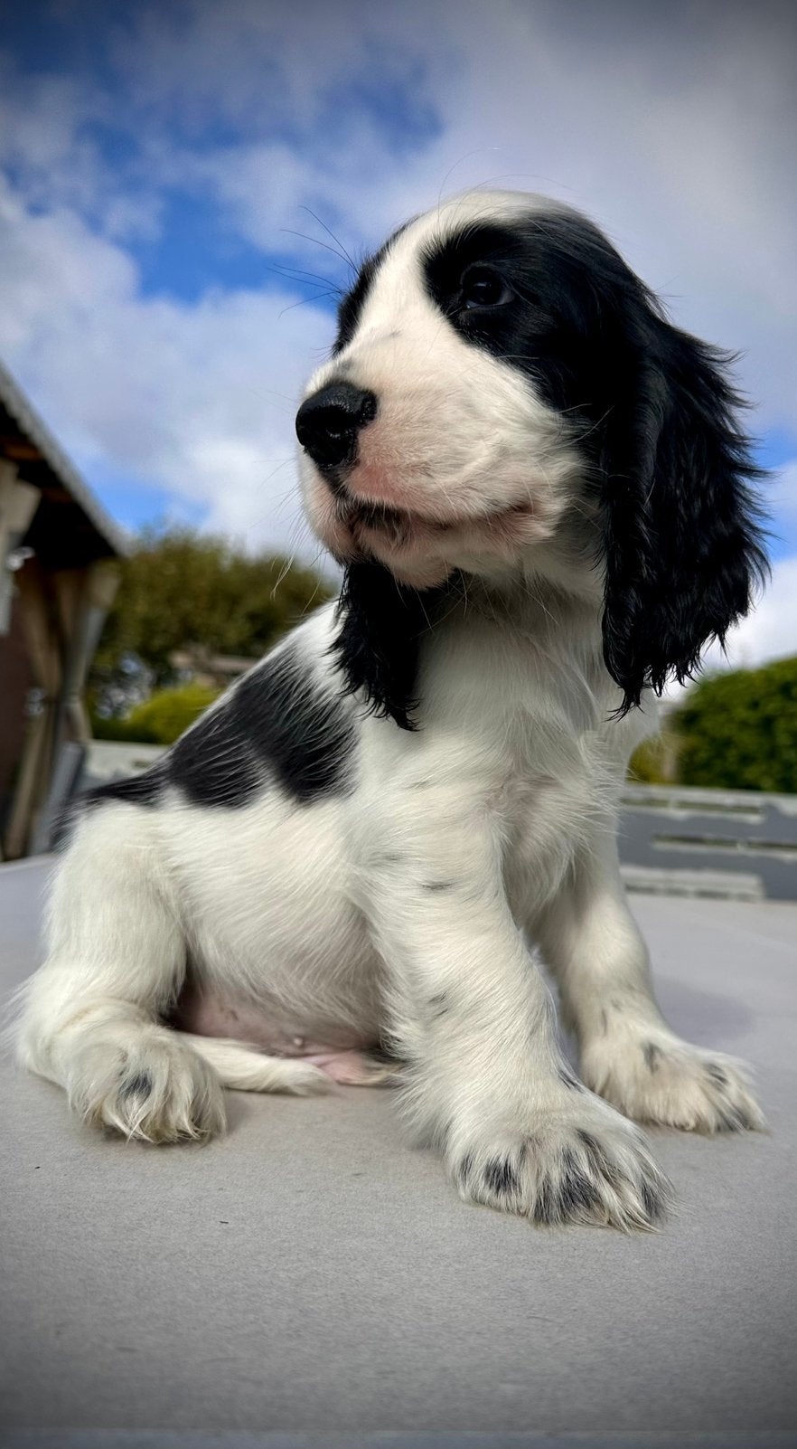 engelse cockerspaniel pup met stamboom, Parvo, Reu, 8 tot 15 weken, Eén hond