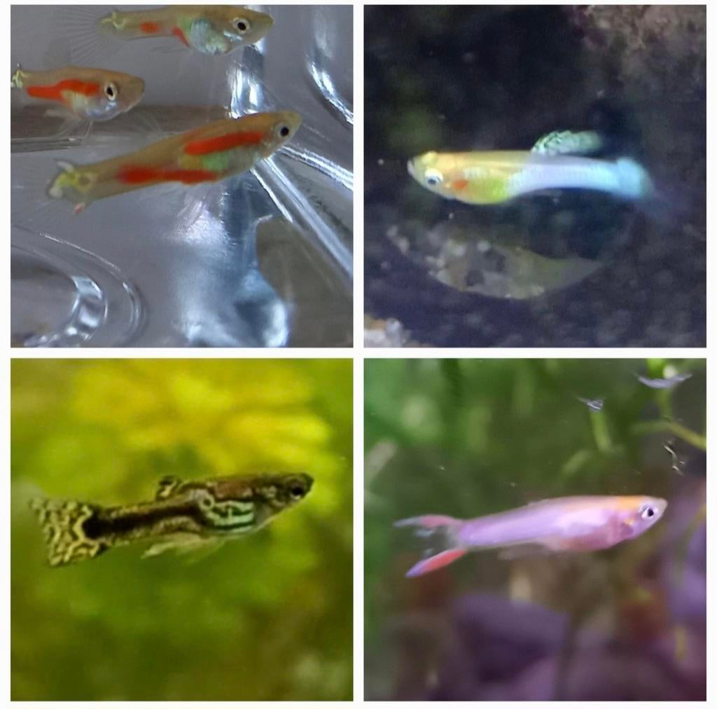 Endler guppen mannetjes mix 10 stuks, Dieren en Toebehoren, Vissen | Aquariumvissen, Vis