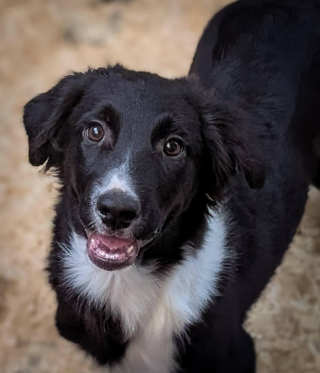 vrolijke friese stabij x border collie pups zoeken baasjes, Parvo, Overige rassen, 8 tot 15 weken, Meerdere