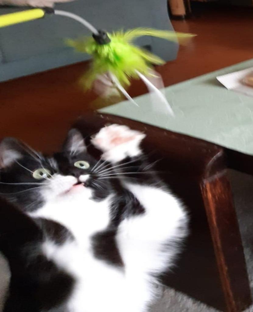 Poes uit 2020 vrouwtje, Dieren en Toebehoren, Poes