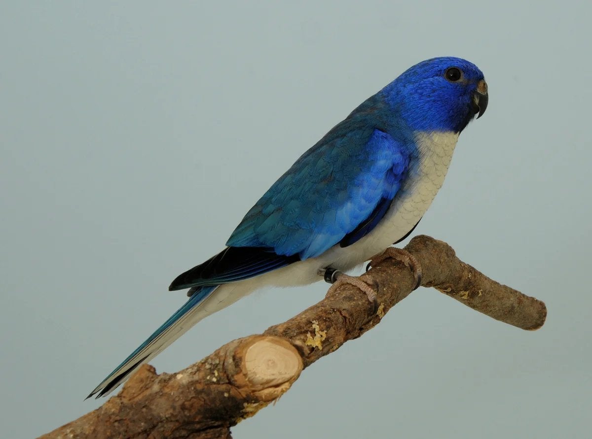 Splendid parkiet koppel blauw, wildkleur, opaline gezocht, Dieren en Toebehoren, Meerdere dieren, Parkiet, Geringd