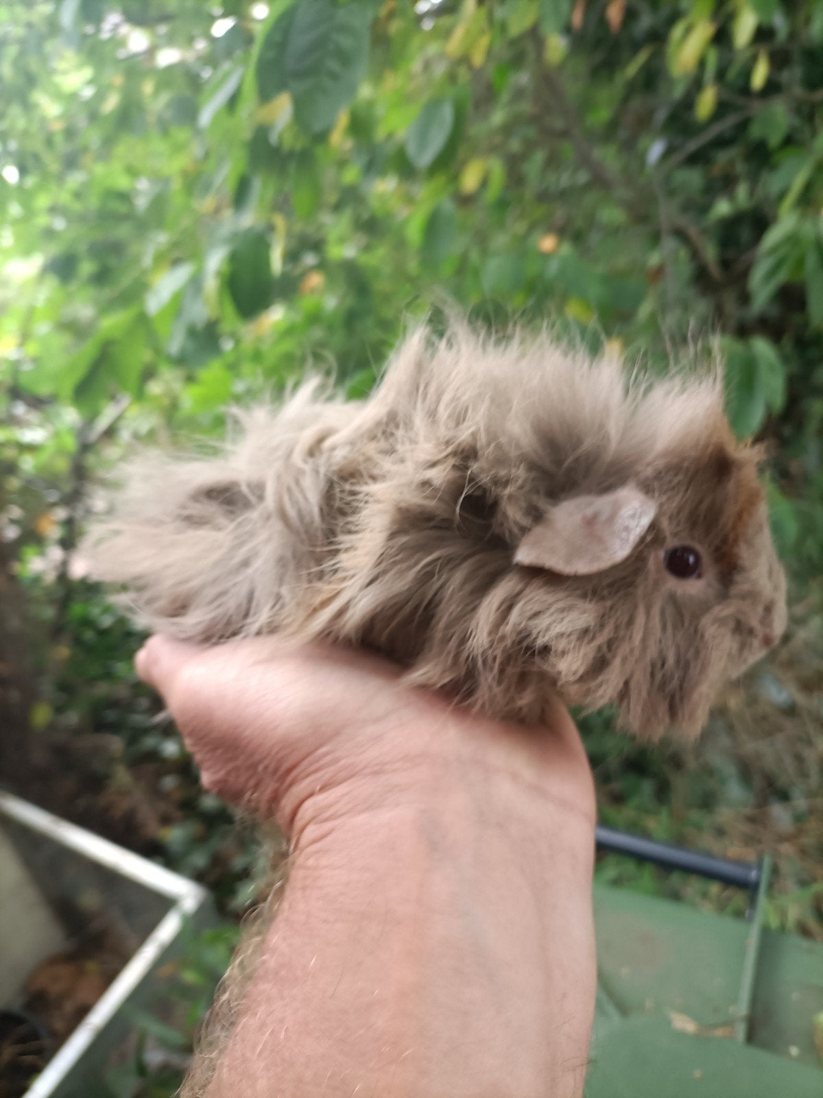 Jong cavia beertje, Juni, Mannelijk, Cavia