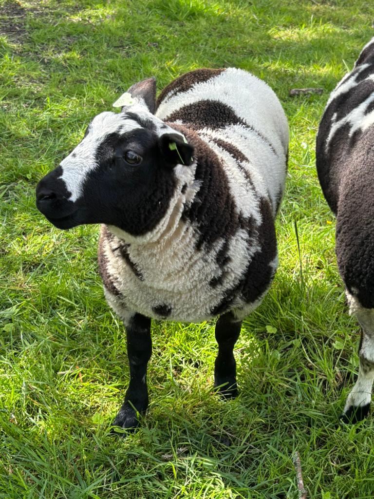 Forse grote bonte ramlam, Dieren en Toebehoren, Meerdere dieren, Schaap