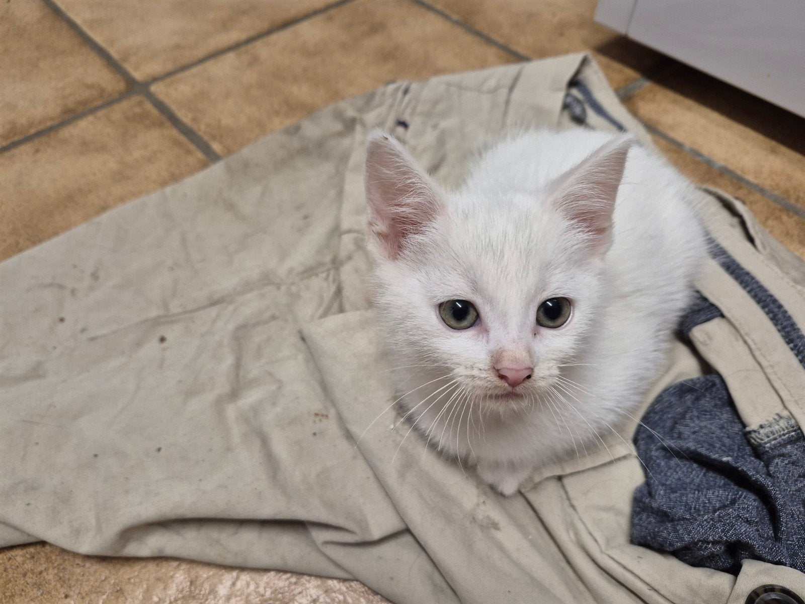Leuke kittens, Dieren en Toebehoren, Katten en Kittens | Overige Katten, Meerdere dieren