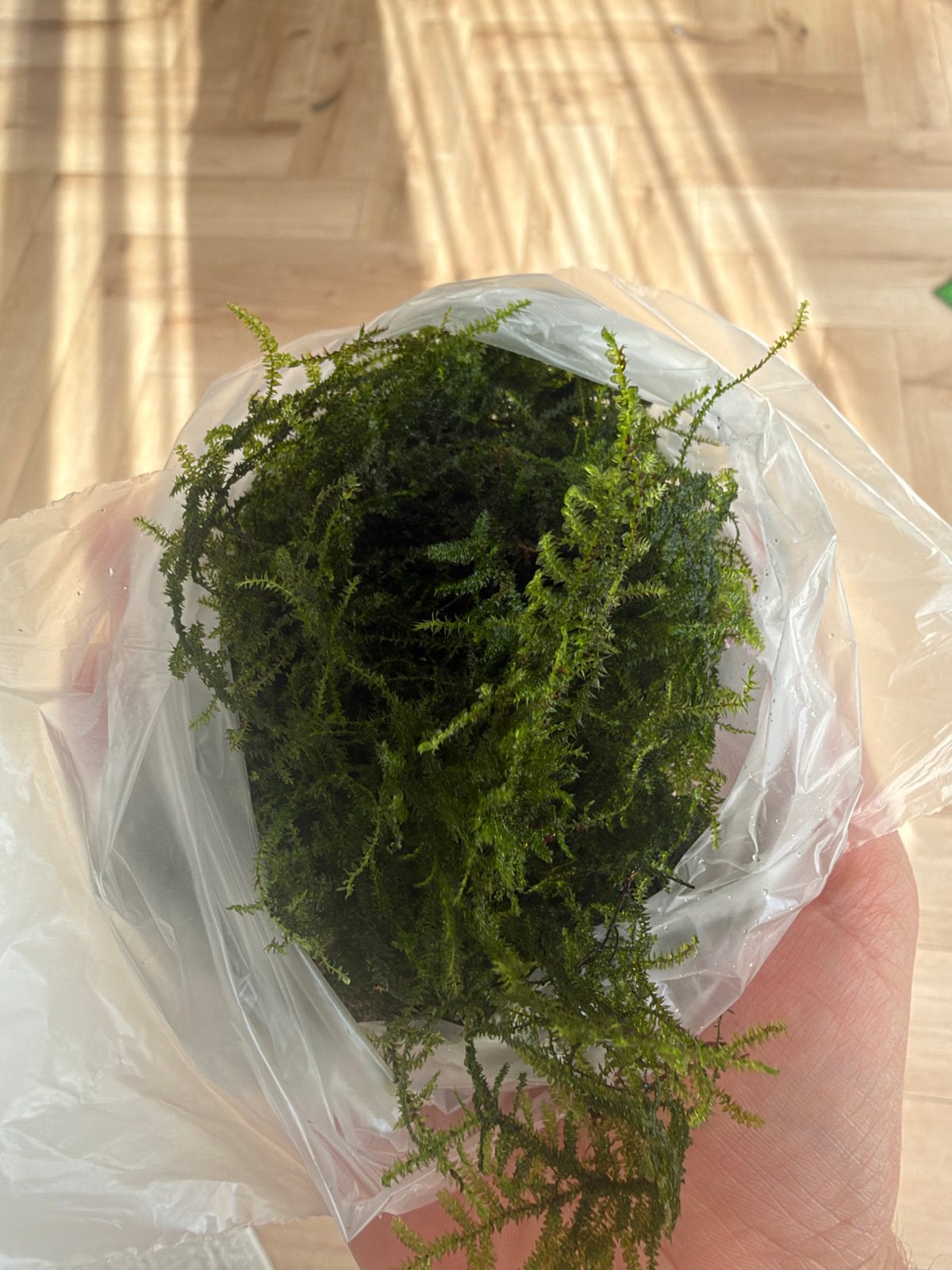 Javamos aquarium plant, Ophalen of Verzenden