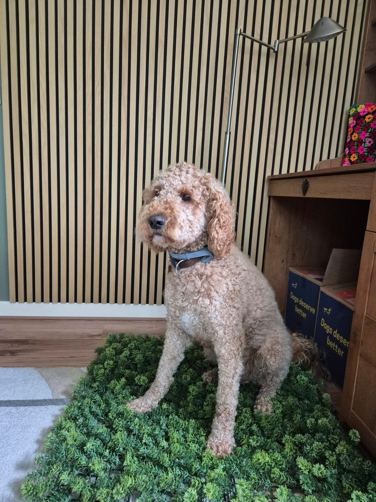 Australische labradoodle ter dekking, Standaard, Reu, Parvo, Eén hond