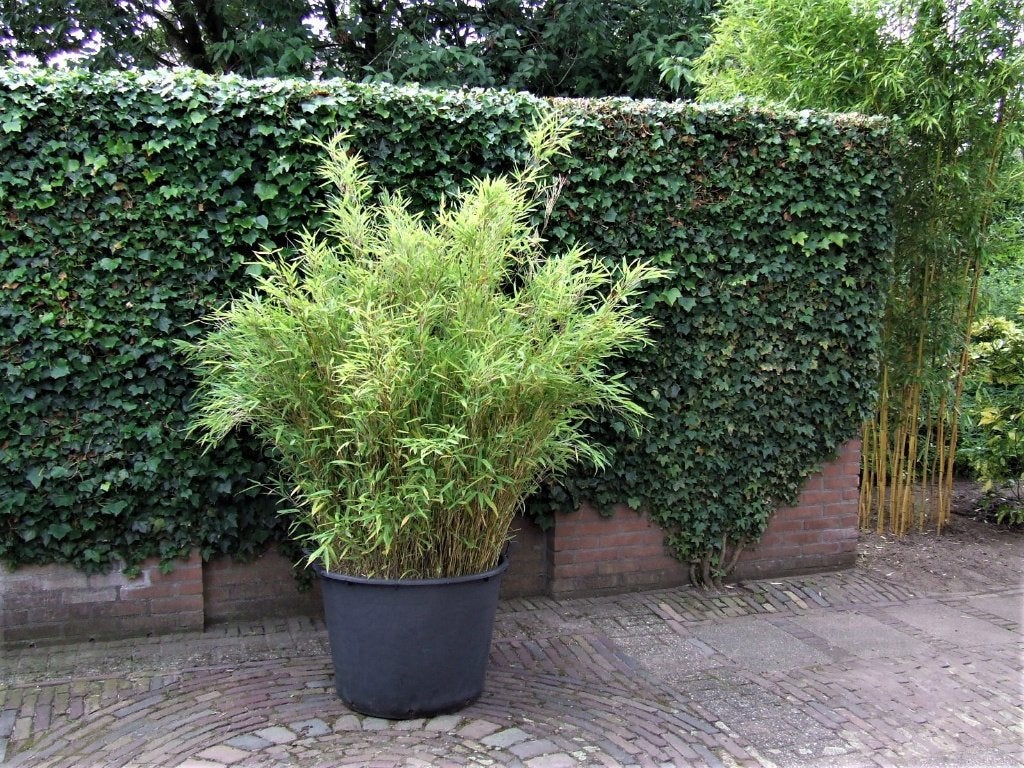 Bamboe Fargesia Murieliae Nitida mooi vol in de kuip., Vaste plant, Bloeit niet, Halfschaduw, Ophalen