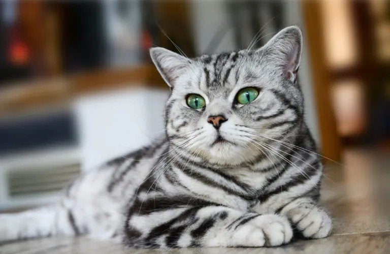 Gezocht lieve britse korthaar, Poes, Gechipt, 3 tot 5 jaar