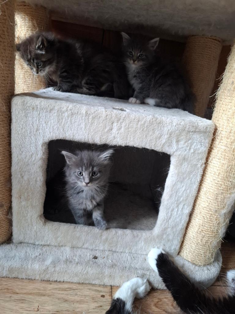 Mainecoon kittens, Meerdere dieren, Gechipt, 0 tot 2 jaar