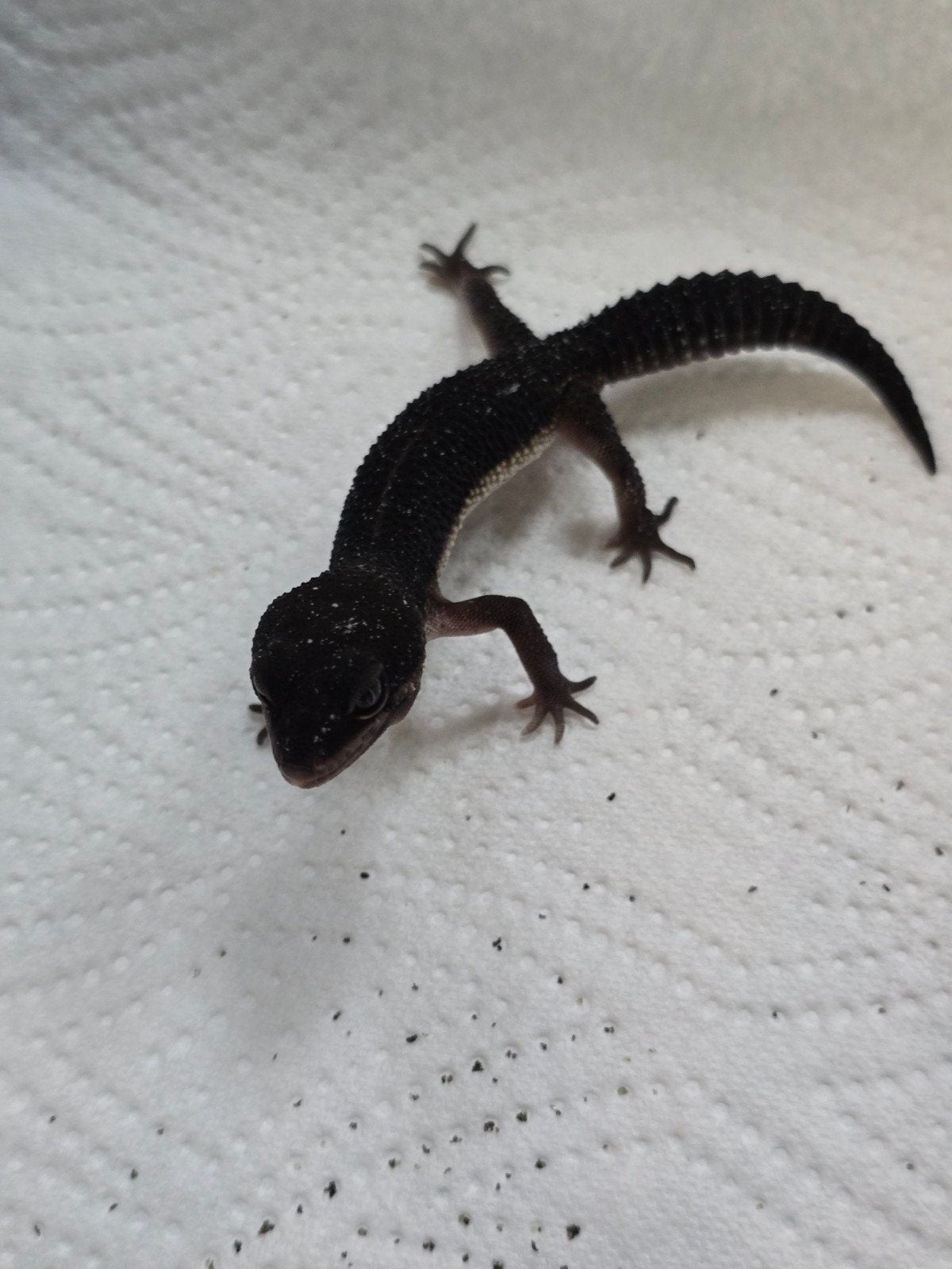 Prachtige pure Black Night luipaardgekko's (Eublepharis macu Leopard Gecko - unknown for sale from LOST TREASURES