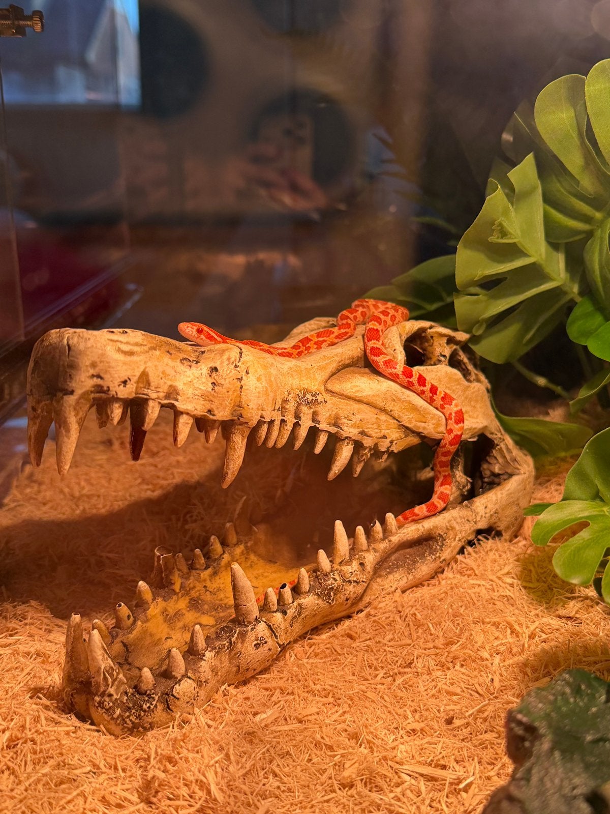 2 baby rattenslangen te koop, Schildpad, Met terrarium, 0 tot 2 jaar