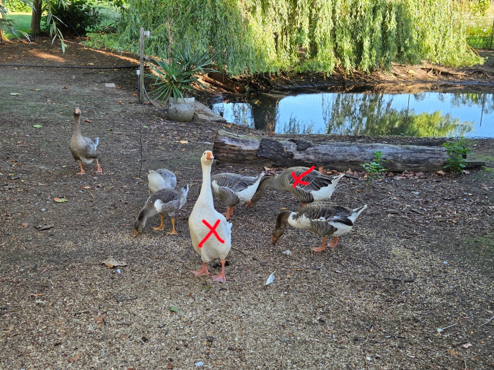 Toulouse ganzen, Mannelijk, Gans of Zwaan
