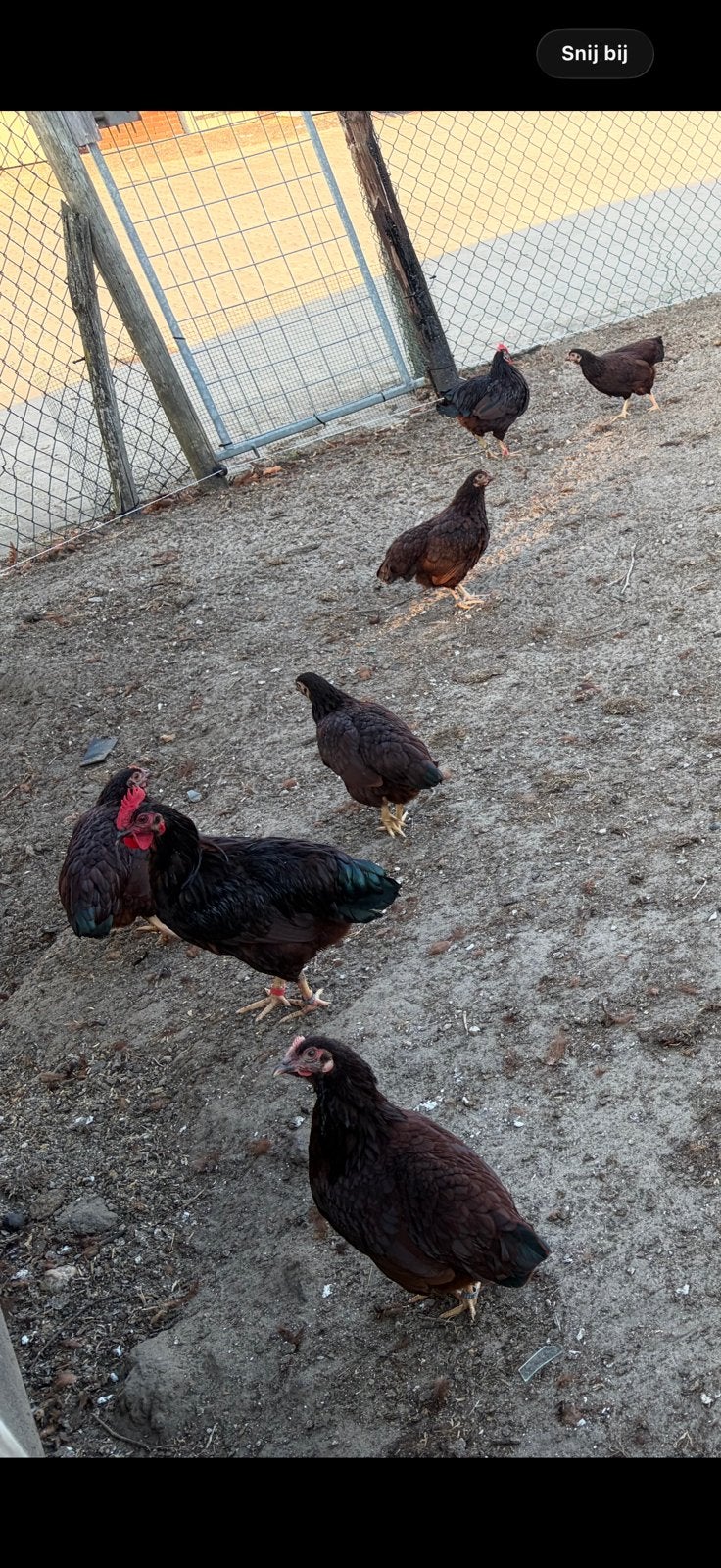 6 hennen evt met haan rhode island red kriel, Dieren en Toebehoren, Meerdere dieren, Kip