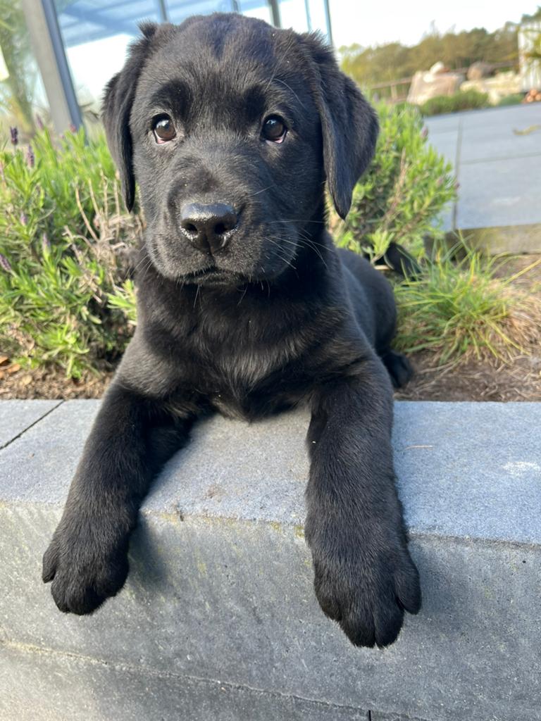 Nog zwarte reutje beschikbaar, Dieren en Toebehoren, Honden | Retrievers, Spaniëls en Waterhonden, Nederland, Parvo, 8 tot 15 weken