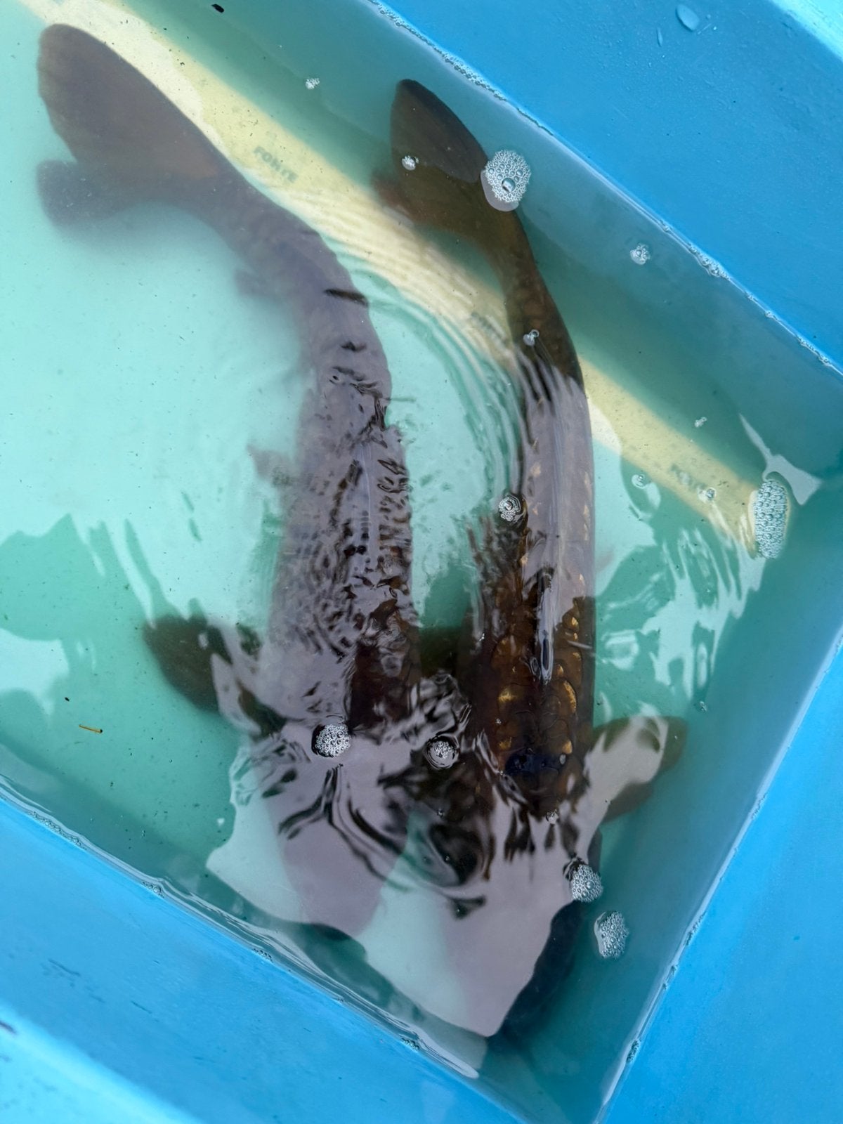 Spiegel karpers, Karper of Koi