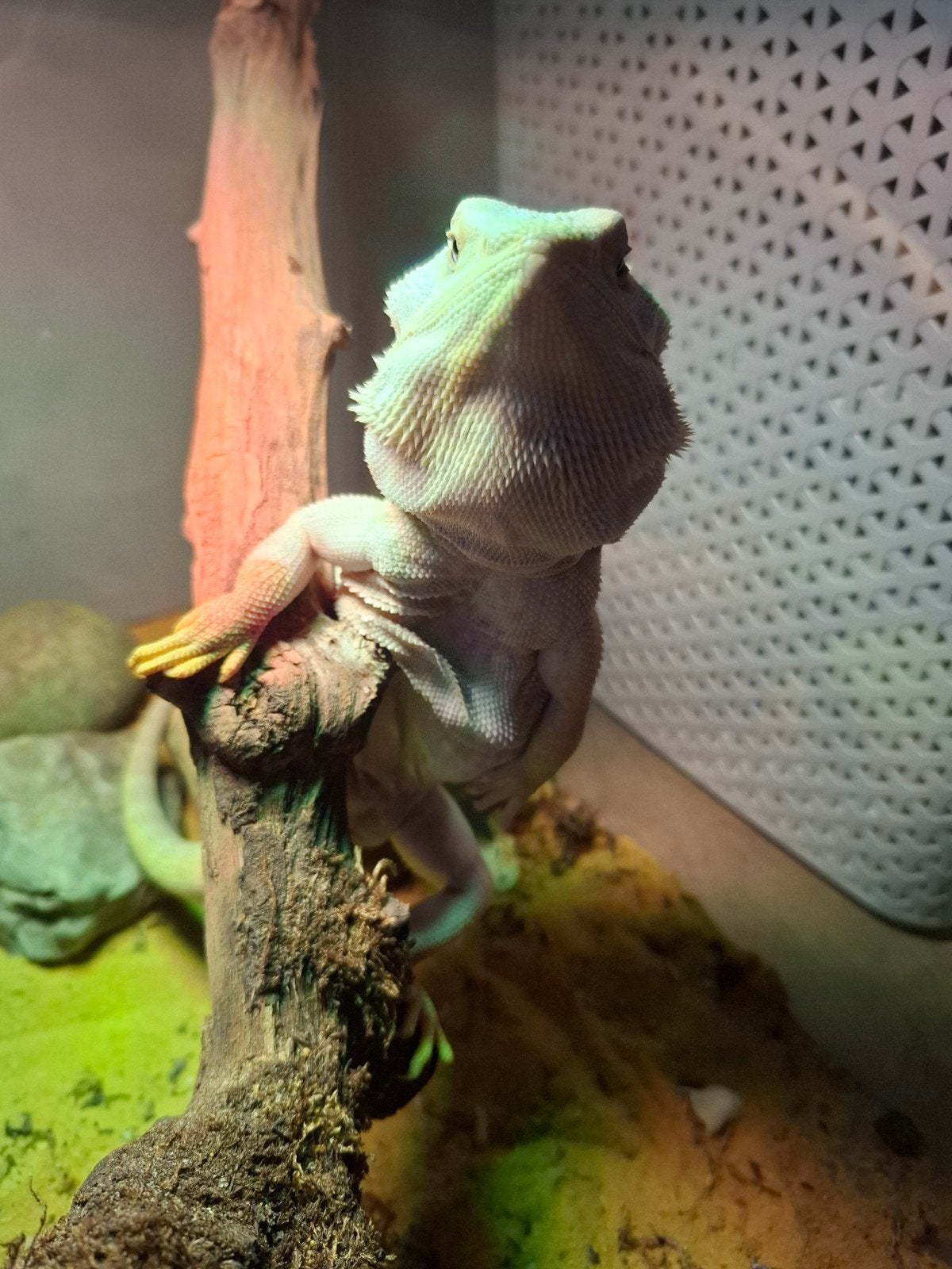 Leatherback baardagaam Bearded Dragon photo 2