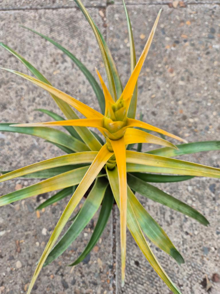 Tillandsia Maya Gold p12, Ophalen of Verzenden, Halfschaduw, Minder dan 100 cm