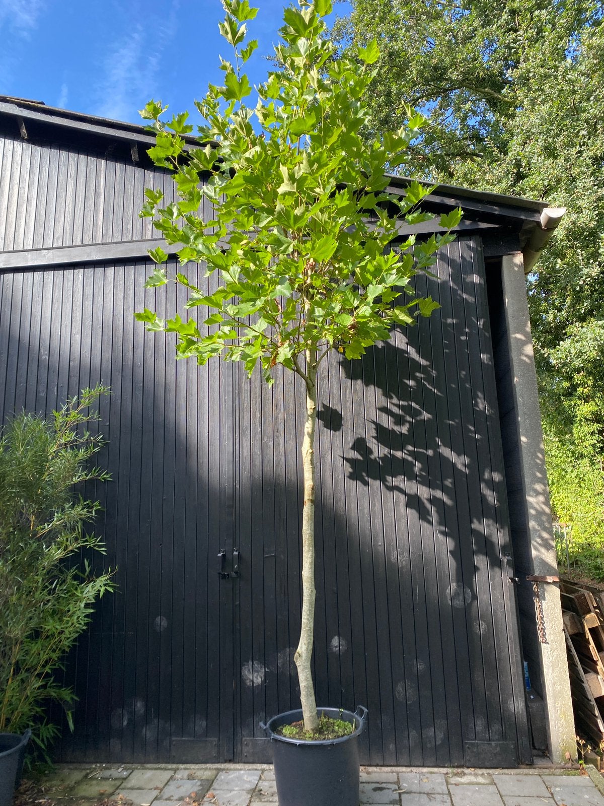Plataan. Platanus hispanica. Franse knot ca 4 m hoog, Tuin en Terras, Ophalen, In pot, Volle zon, Overige soorten