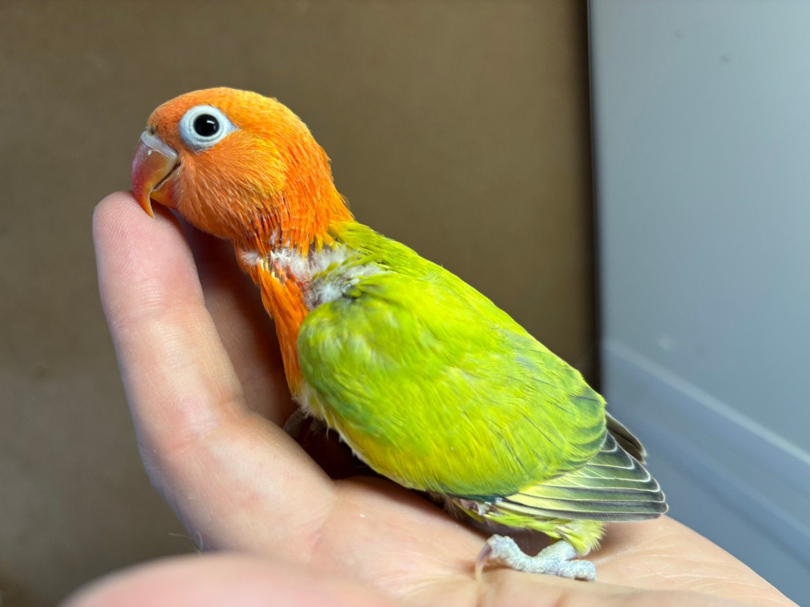Baby agapornis fischeri dwergpapegaai! Nu te reserveren, Dieren en Toebehoren, Geslacht onbekend, Dwergpapegaai of Agapornis