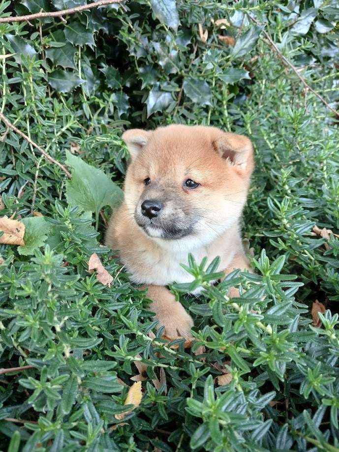 Shiba inu pups nog 1 teefje, Dieren en Toebehoren, 8 tot 15 weken, Teef, Poolhond, Eén hond