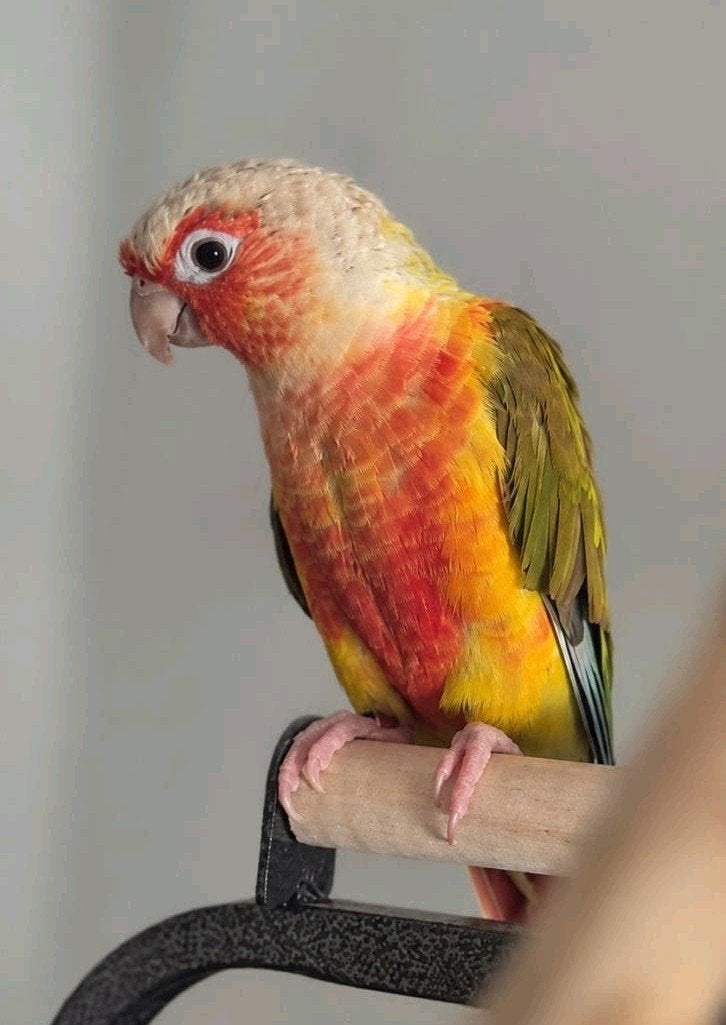 Rio (Ter Adoptie), Dieren en Toebehoren, Vogels | Parkieten en Papegaaien, Mannelijk, Papegaai