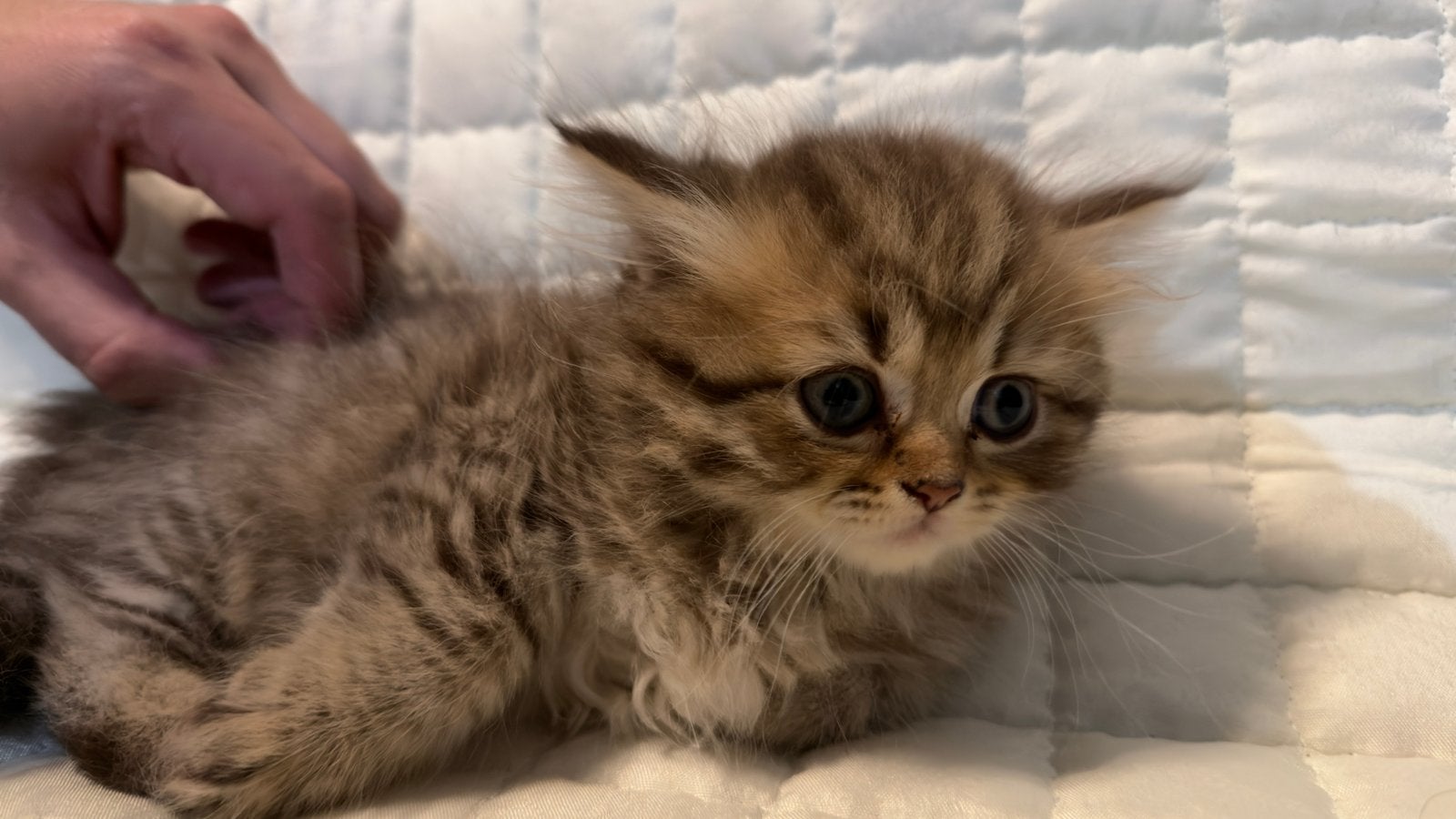 Britse Langhaar kittens – Puur ras, Dieren en Toebehoren, Meerdere dieren