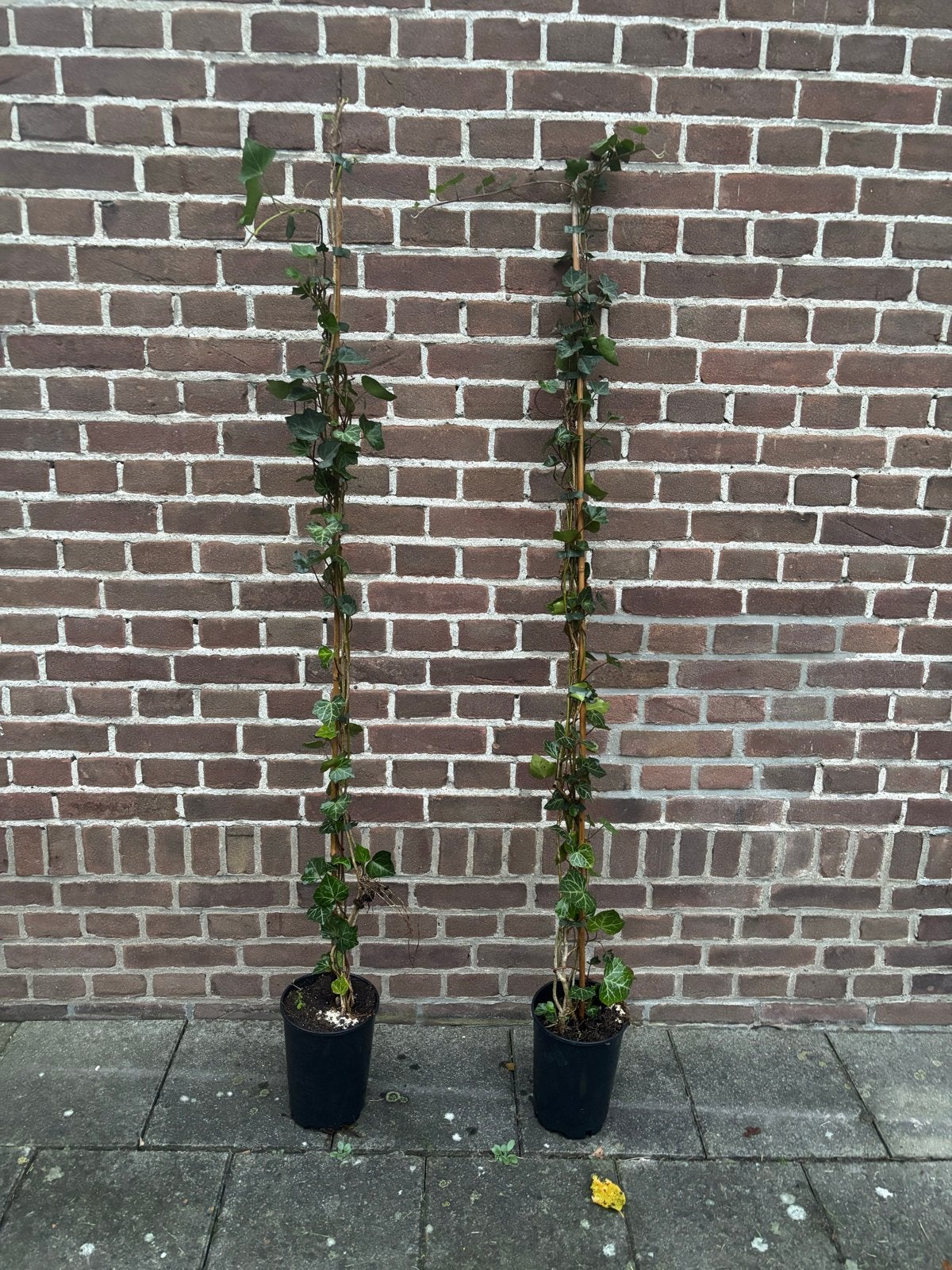 Hedera Hibernica klimop, Vaste plant, Ophalen of Verzenden, Bloeit niet, Halfschaduw