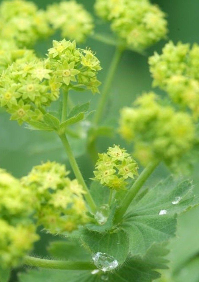 Alchemilla Mollis in P9 pot - Vrouwenmantel