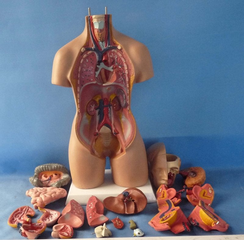 Menselijk Lichaam Torso 55cm Model / Anatomie Biologie Mens, Verzenden, Nieuw