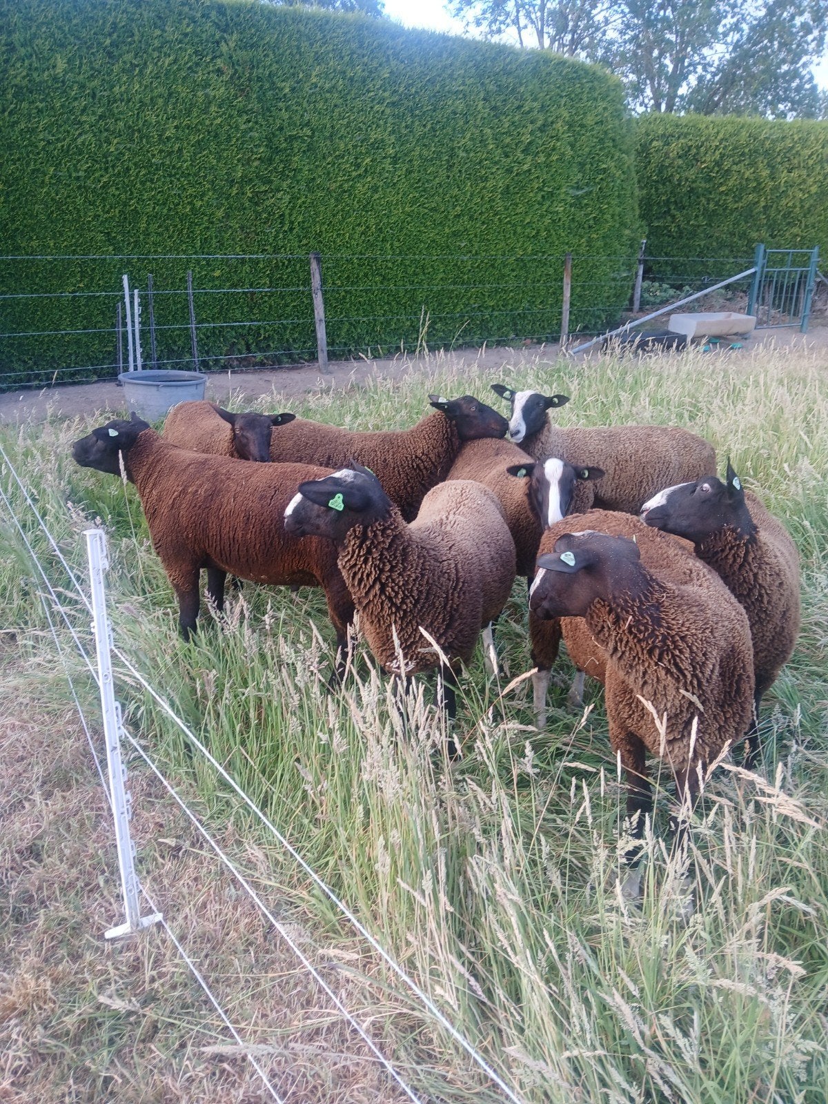 zwartbles dekrammen, Dieren en Toebehoren, Mannelijk, Schaap