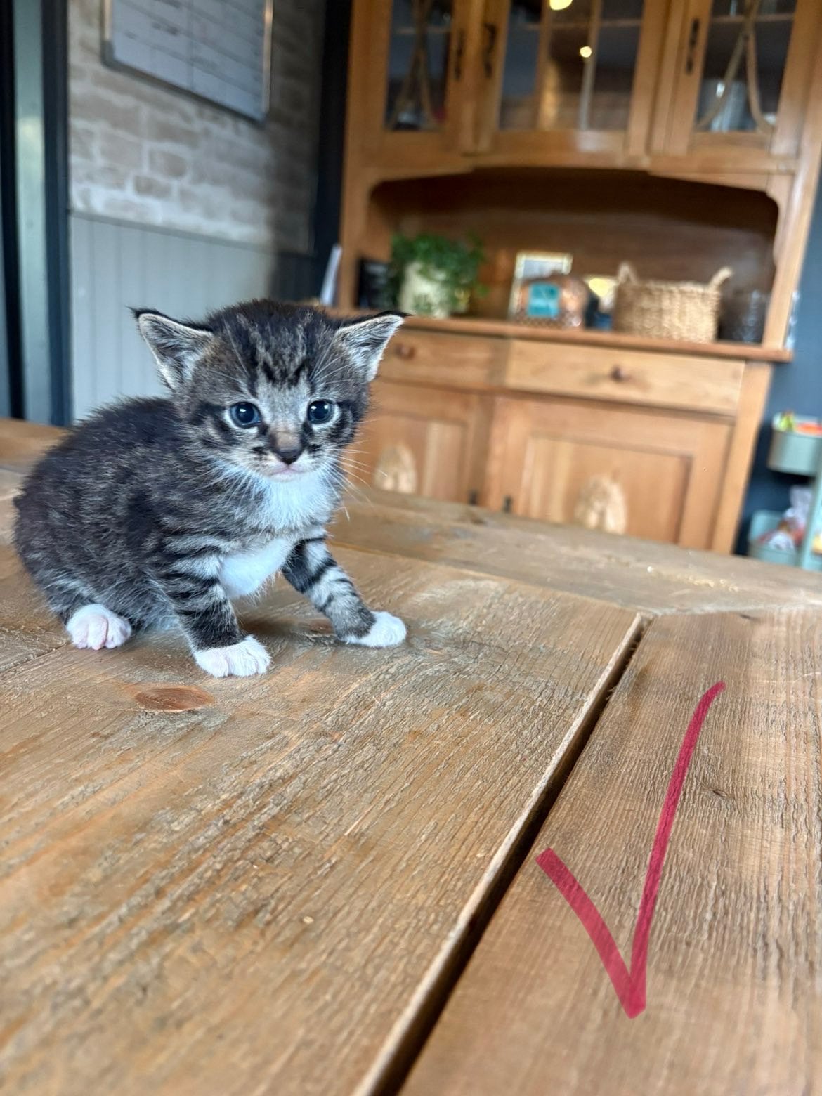 Mooie lieve kittens, Meerdere dieren