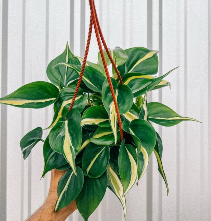 Philodendron silver stripe bladstekken, Ophalen of Verzenden, Halfschaduw, Minder dan 100 cm