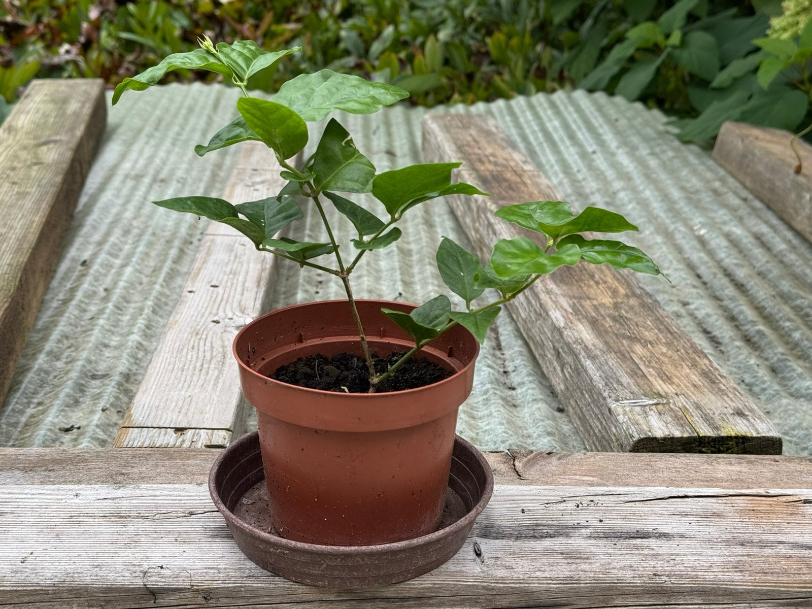 Melati Javanse jasmijn ( jasminum sambac) witte bloem, Tuin en Terras, Planten | Tuinplanten, Ophalen, Vaste plant, Halfschaduw