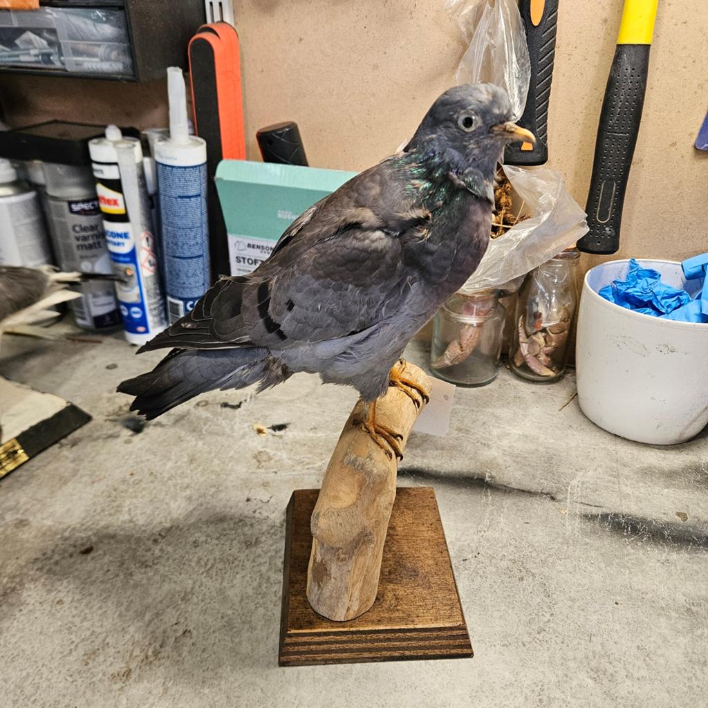 Opgezette Holenduif opgezet taxidermie taxidermy duif, Ophalen of Verzenden, Gebruikt, Vogel, Opgezet dier