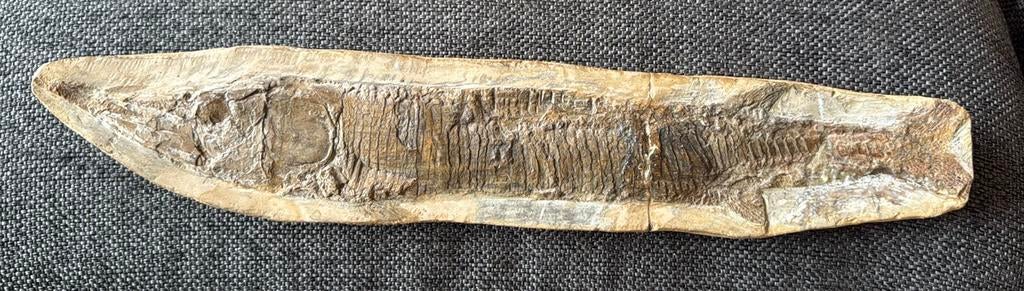 Fossiele vis, 50 cm, Ophalen of Verzenden, Fossiel