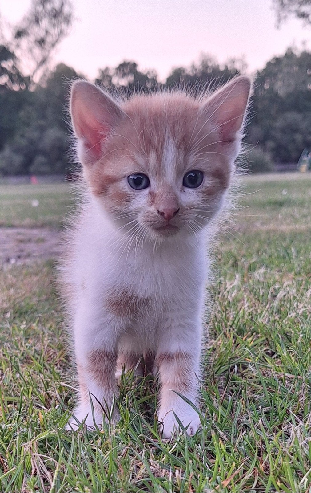Lieve kittens zoeken een nieuw huis