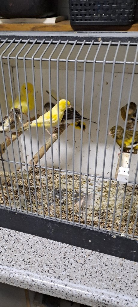 Gele en bonte kanaries uit buiten vlucht, Dieren en Toebehoren, Meerdere dieren, Kleurkanarie