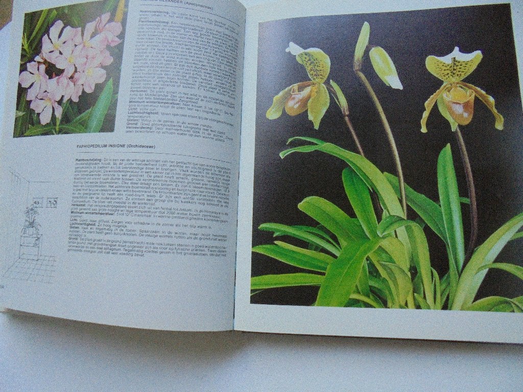 Handboek van kamerplanten en cactussen NIEUW en GROOT!, Ophalen, Halfschaduw, Minder dan 100 cm