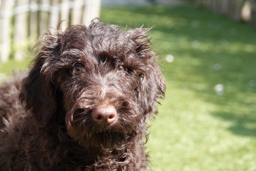 Chocolade kleine medium Labradoodle pups (geteste ouders), Nederland, Overige rassen, 8 tot 15 weken, Parvo
